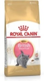 FBN KITTEN BRITISH SHORTHAIR 2K